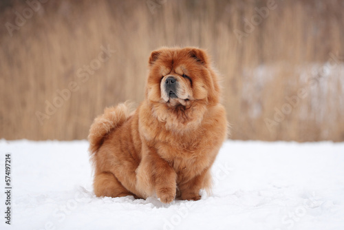 Beautiful fluffy chow chow dog in nature. Red dog in the snow.