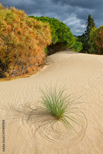 Bologna dune is a sand dune over 30 meters high located northwest of the bay of Bologna, towards Camarinal tip on the Atlantic coast of the province of CÃ¡diz (Spain) photo