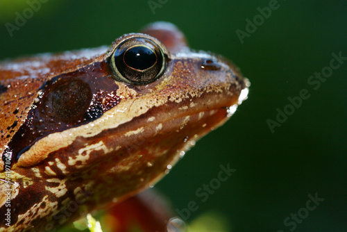 Iberian Frog (Rana iberica) adult, sitting on rock, Spain photo