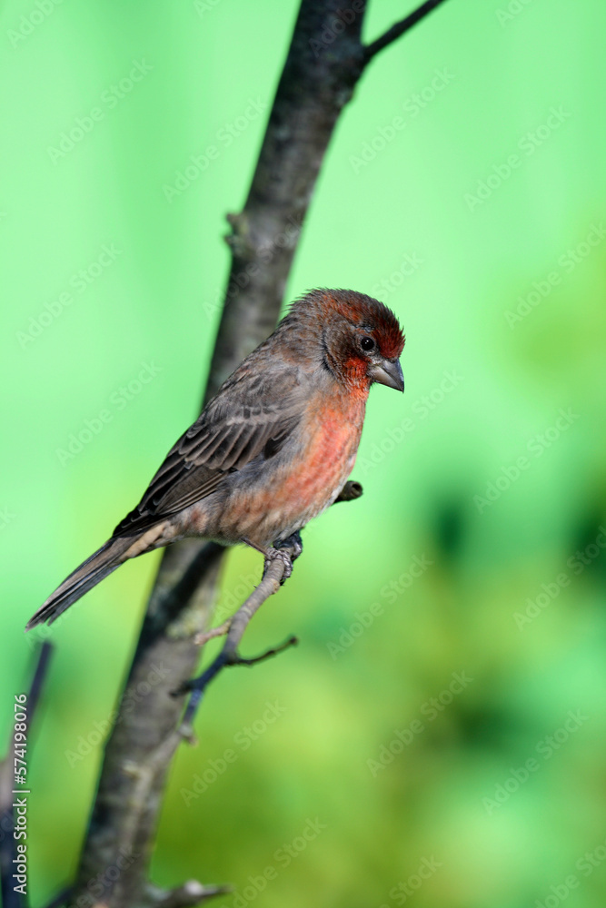 Male linnet (Carduelis cannabina) perched on top of a gorse bush in Daimiel National Park Male linnet (Carduelis cannabina) perched on top of a gorse bush in Daimiel National Park