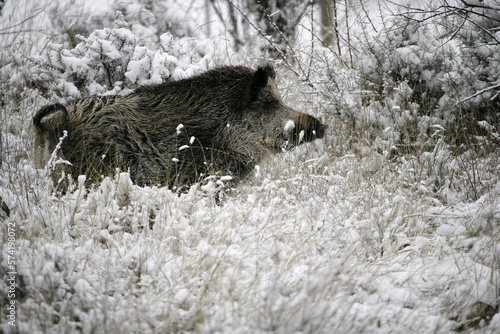 wild boar, pig, wild boar (Sus scrofa) photo