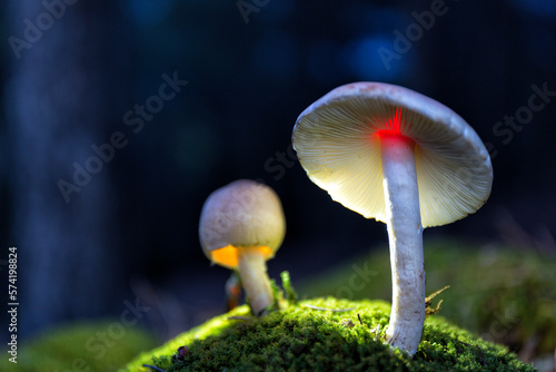 Close-up Of A Whitelaced Shank Mushroom photo