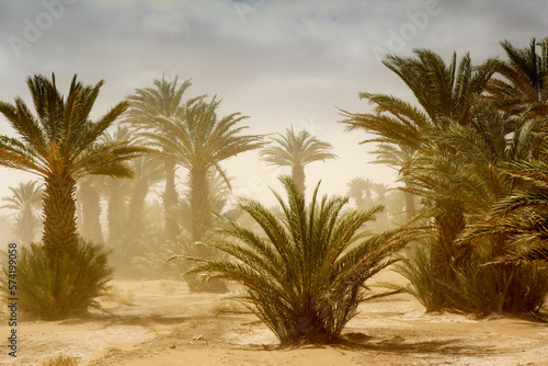 Scenery with date palm trees photo