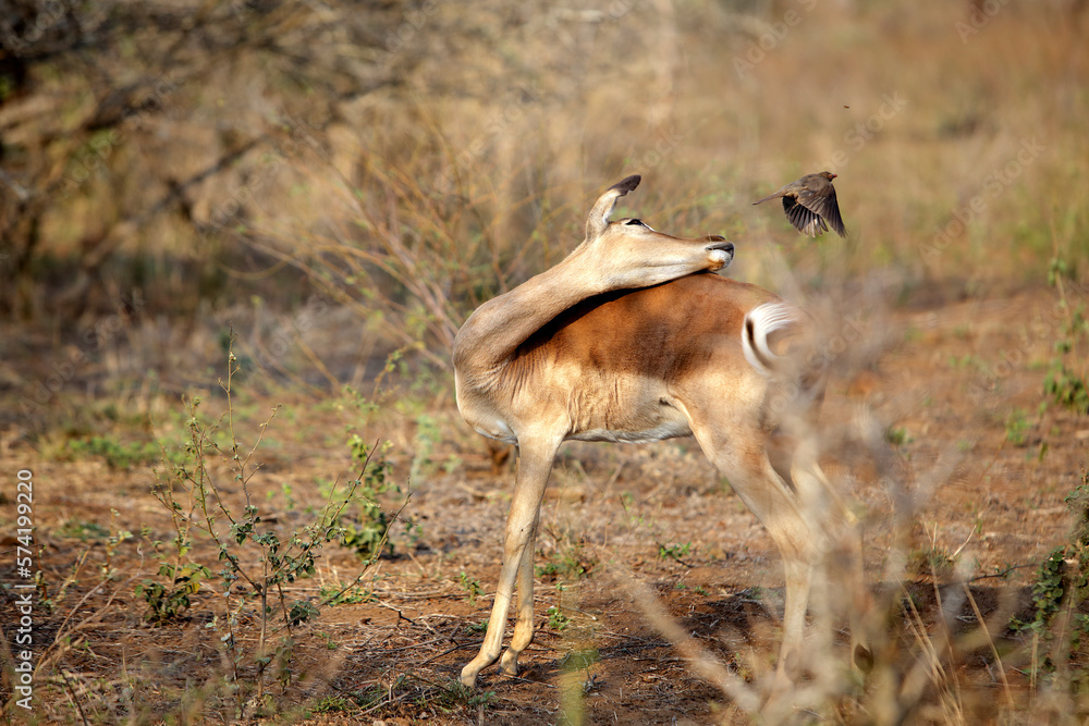 Impala looking behind at bird passing just over, South Africa Impala looking behind at bird passing just over, South Africa