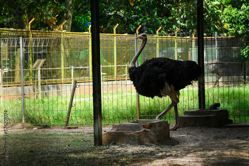 the ostrich or Struthio camelus is in the zoo. Ostriches are native to the savannas and desert parts of Africa north and south of the equatorial forest zone