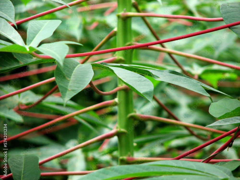 Obraz premium Closeup of tapioca plant