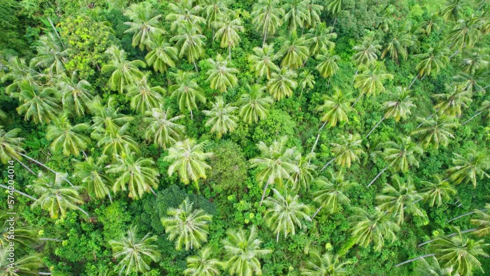Beautiful palm tree glowing in tropical forest at Koh Kood Island on summer Beautiful palm tree glowing in tropical forest at Koh Kood Island on summer