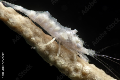 Close up of a gorgonian comensal shrimp Balssia gasti. Canakkale Turkey	 photo