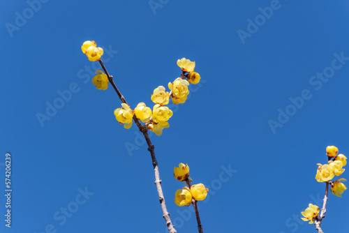 春の蝋梅（ロウバイ）の花 photo