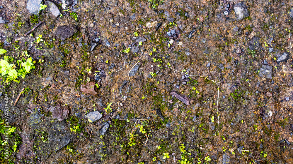 old concrete roads that have started to break down and are mossy old concrete roads that have started to break down and are mossy