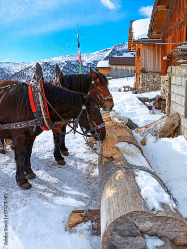 Una carrozza trainata da due cavalli sulle Dolomiti del Trentino, Fuciade, Passo San Pellegrino. photo