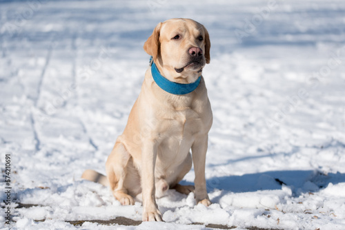 Fototapeta Naklejka Na Ścianę i Meble -  Labrador retriever dog is the snow