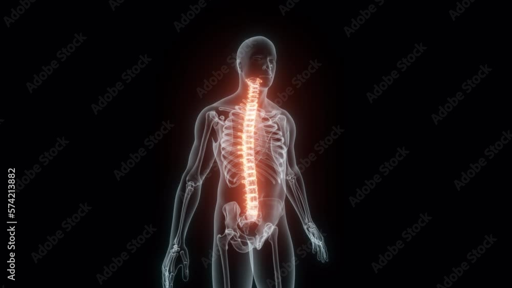 3D Rendering of a Medical Animation of the Spine. X-ray of the Spine. 3D Rendering of a Medical Animation of the Spine. X-ray of the Spine.