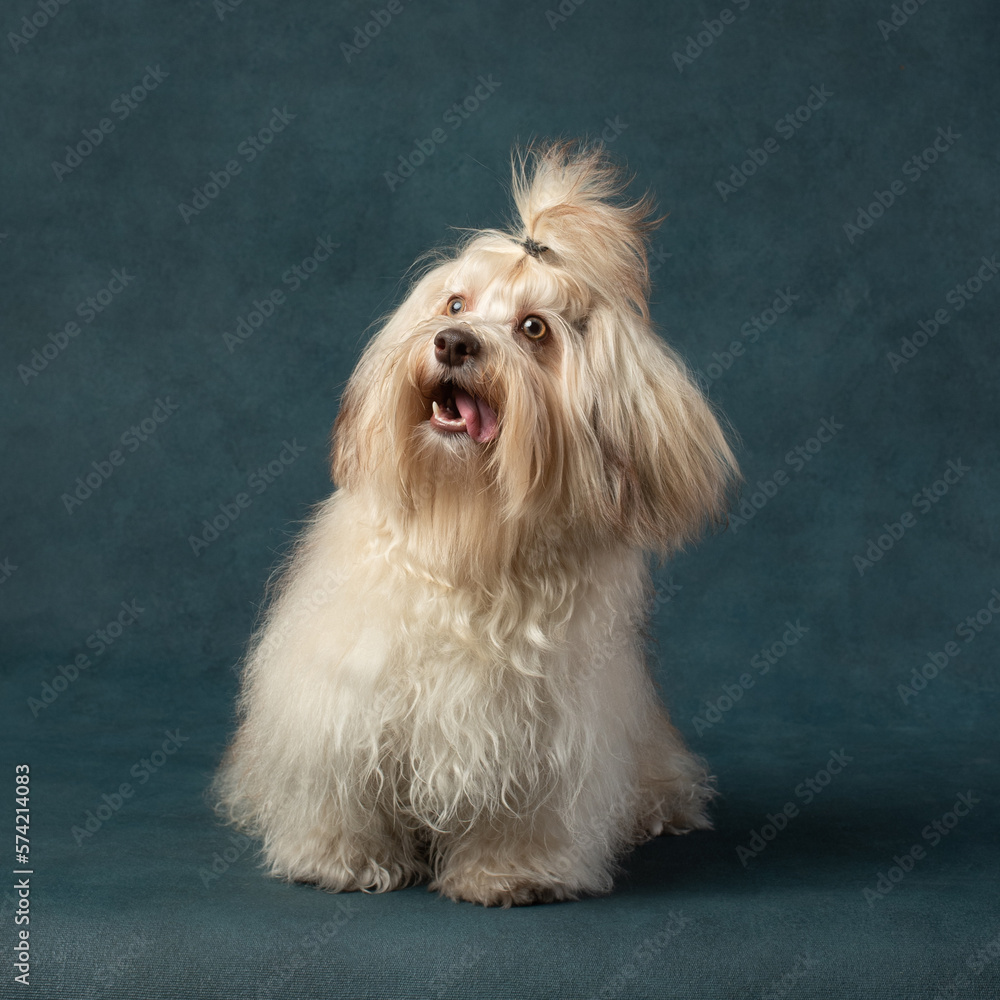 Havanese Cuban Bichon with a ponytail on his head. Fluffy dog sits on a dark blue background. Studio pet portrait. Havanese Cuban Bichon with a ponytail on his head. Fluffy dog sits on a dark blue background. Studio pet portrait.
