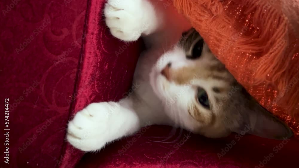 Cat trying to hide under blanket - vertical video