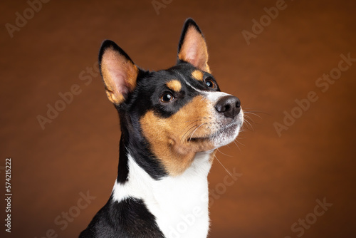 Portrait of smiling african basenji breed dog on brown background © Neira