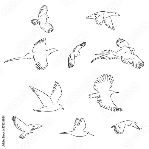10 Fliegende Vögel Lineart Vektor Zeichnungen | Flying Birds Vector Drawings