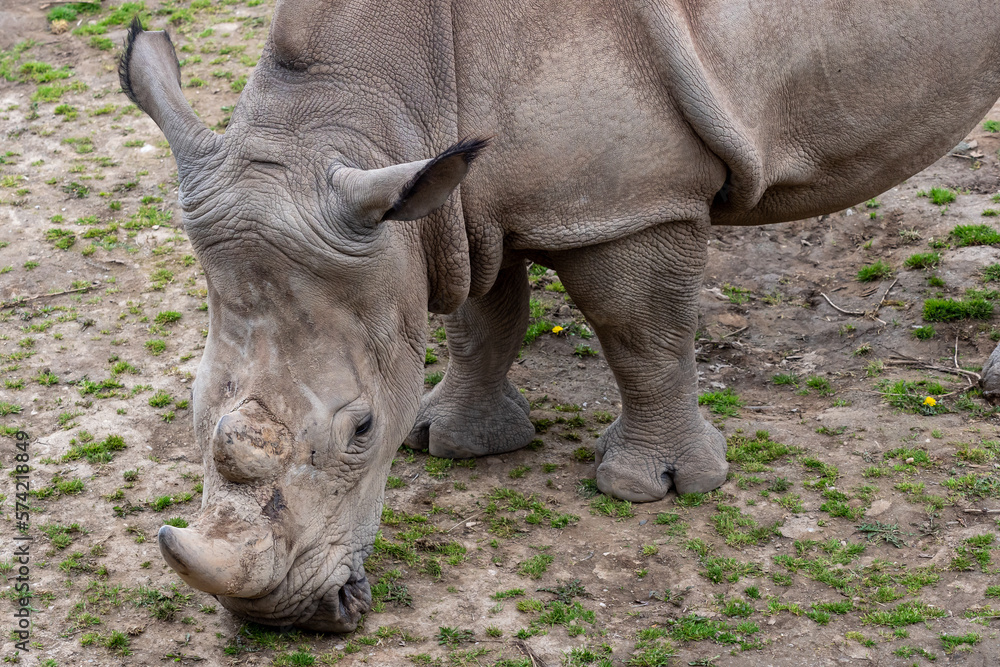 Obraz premium Rhinoceros (Diceros bicornis) with large horns