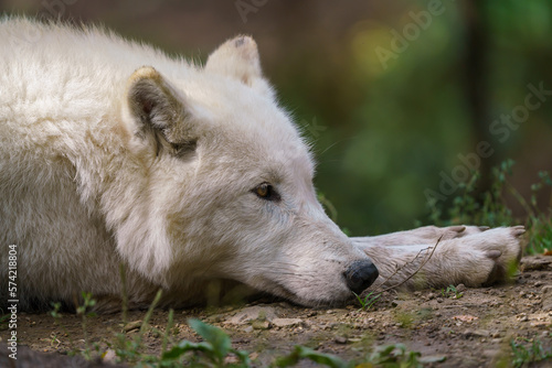 Arctic wolf enjoying the morning sun  Canis lupus arctos 