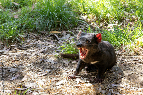 Tasmanian Devil  Sarcophilus harrisii  the largest carnivorous marsupial and an endangered species found only in Tasmania and New South Wales  Australia