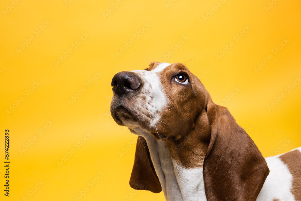 Basset hound three months old puppy looking up. Funny dog portrait against yellow background.