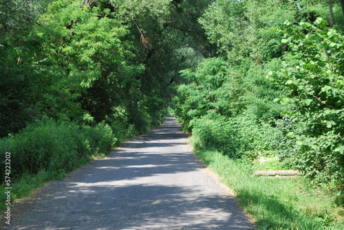 The road is planted with a thicket of trees and bushes.