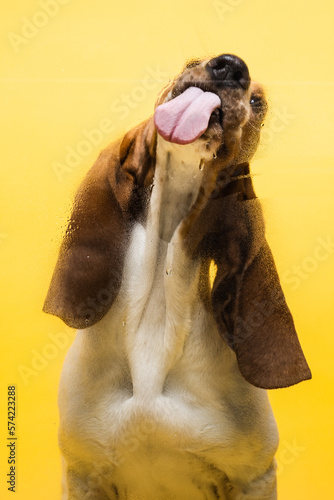 Quadro su tela Basset hound three months old puppy licking glass