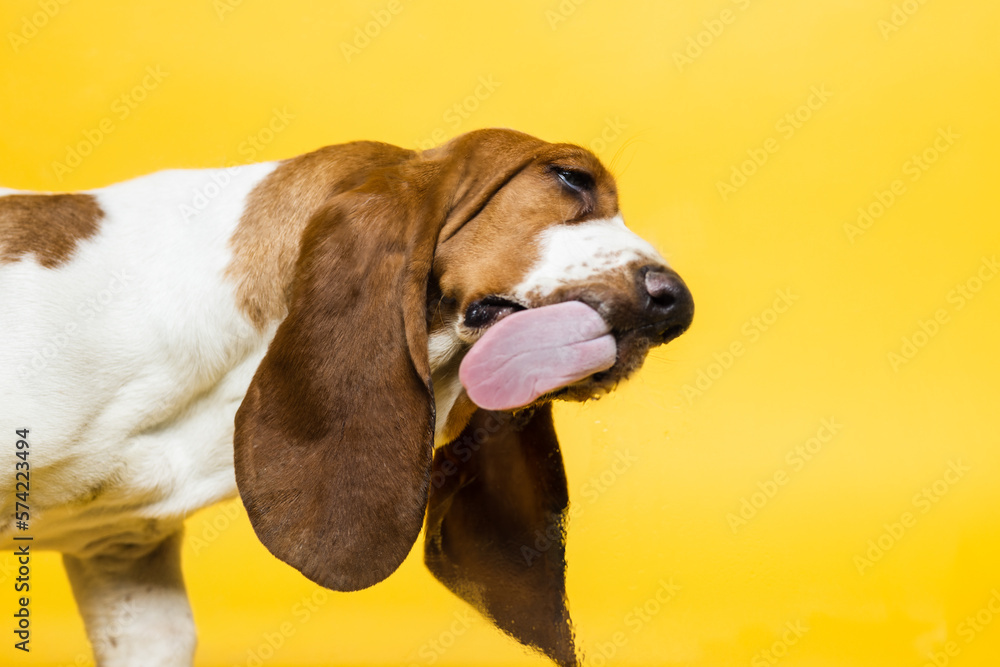 Basset hound three months old puppy licking glass. Funy dog portrait with tongue stick out. Yellow background.
