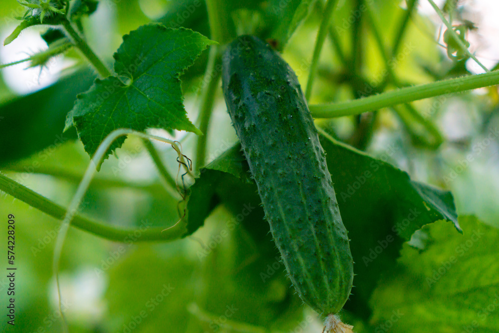 growing cucumbers in the garden. The growth and blooming of greenhouse cucumbers. Organic greenhouse full of cucumber plants. High quality photo growing cucumbers in the garden. The growth and blooming of greenhouse cucumbers. Organic greenhouse full of cucumber plants. High quality photo