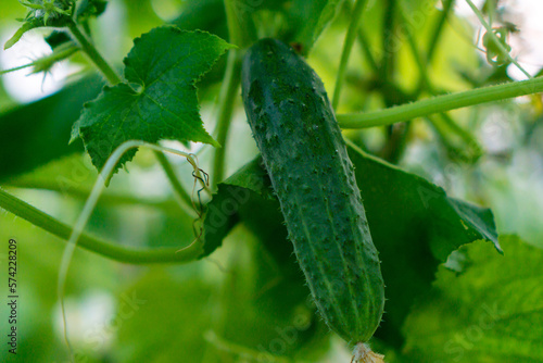 growing cucumbers in the garden. The growth and blooming of greenhouse cucumbers. Organic greenhouse full of cucumber plants. High quality photo