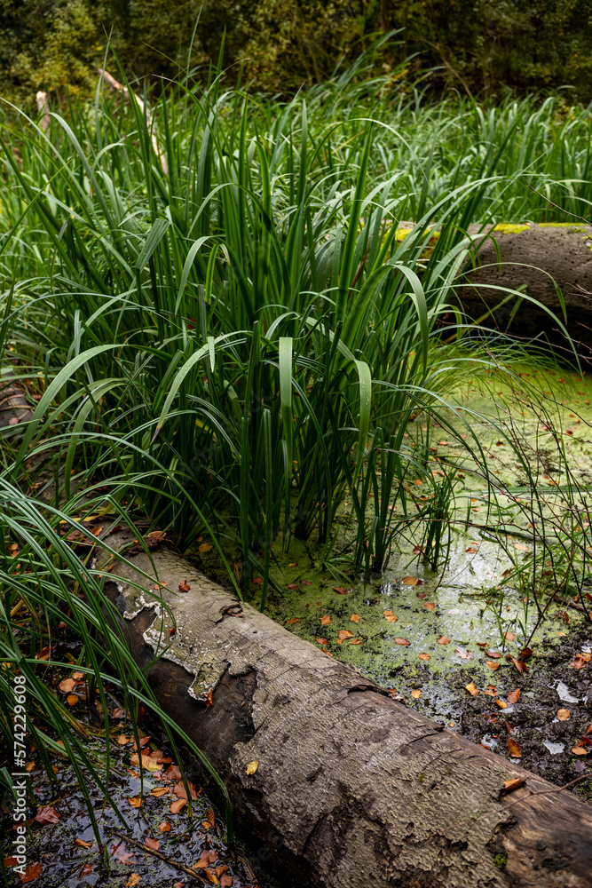 Wald Teich Ufer See Schilf Baumstamm Moor Wald Teich Ufer See Schilf Baumstamm Moor