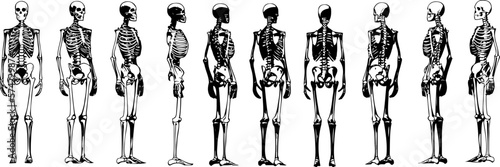 sketch drawing vector illustration of human skeleton from different sides, "Bones and Art: Illustrating the Beauty and Complexity of the Human Skeleton