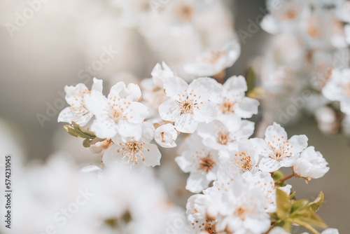Spring background with white blossoms and sunbeamson Branches of blossoming cherry macro with soft focus background. Easter and spring greeting cards. Springtime