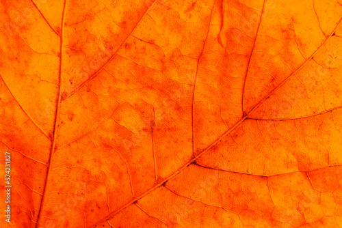 Wallpaper Mural Golden leaf. Yellow autumn leaf background. Vibrant golden color natural veins texture. Closeup macro orange fall pattern. Natural autumn season texture. Dry, orange leaves. Torontodigital.ca
