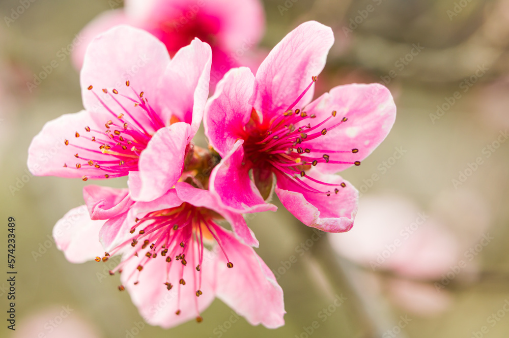 Obraz premium Freshly blossomed peach blossom, photographed close up, in spring. 