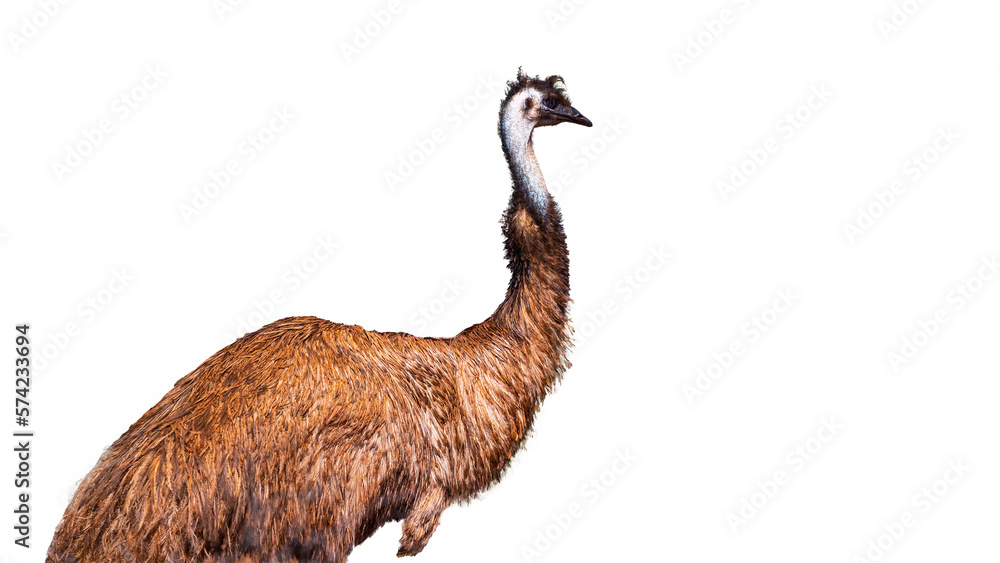 Mighty Australian emu isolated on transparent background; large nonflying bird with long neck