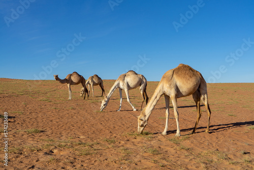Camels in Wahiba Sands