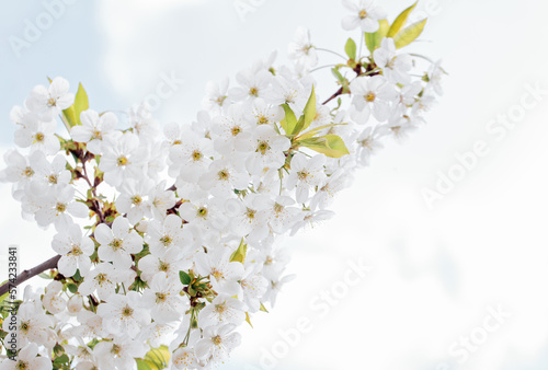 Wallpaper Mural Spring background with white blossoms and sunbeamson Branches of blossoming cherry macro with soft focus background. Easter and spring greeting cards. Springtime Torontodigital.ca