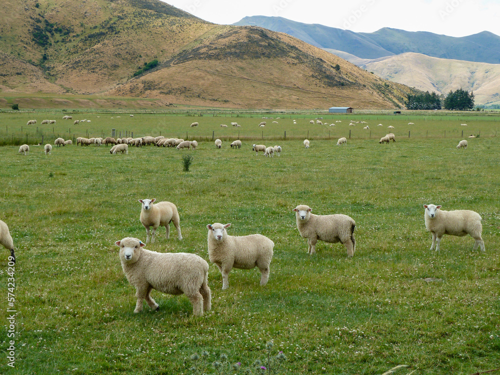 sheep grazing beautiful landscaps in australia
