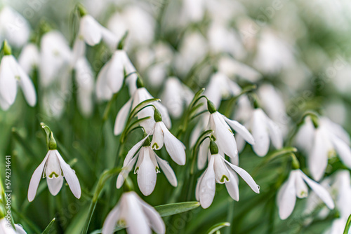 Papier peint snowdrops in a graveyard on Anglesey North Wales