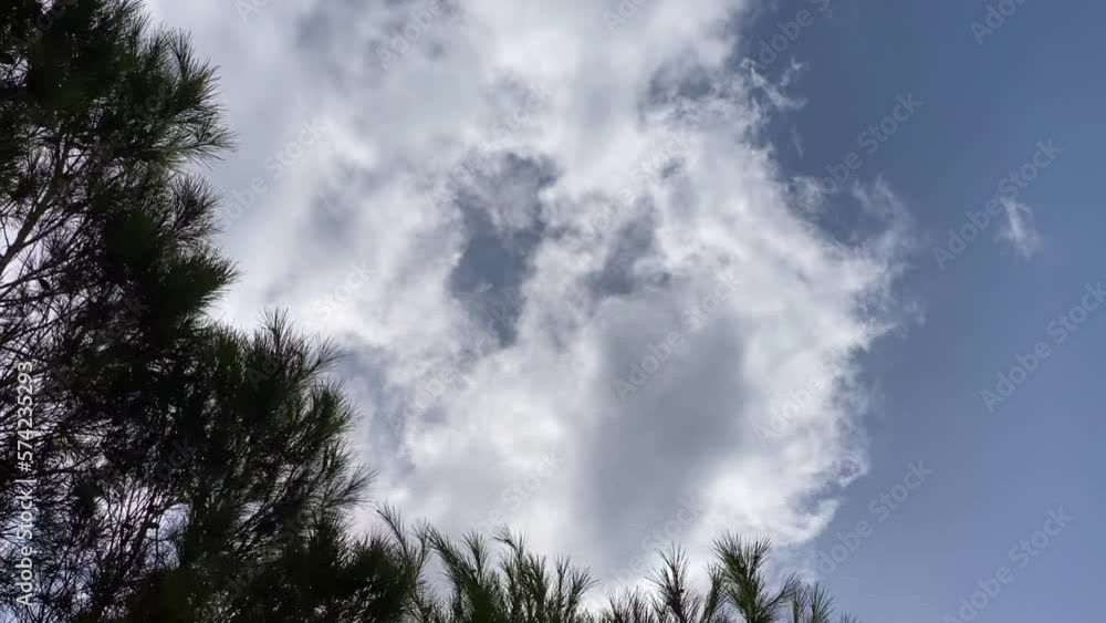 Looking up at pine tree needles blowing under windy cloudy blue sky Looking up at pine tree needles blowing under windy cloudy blue sky