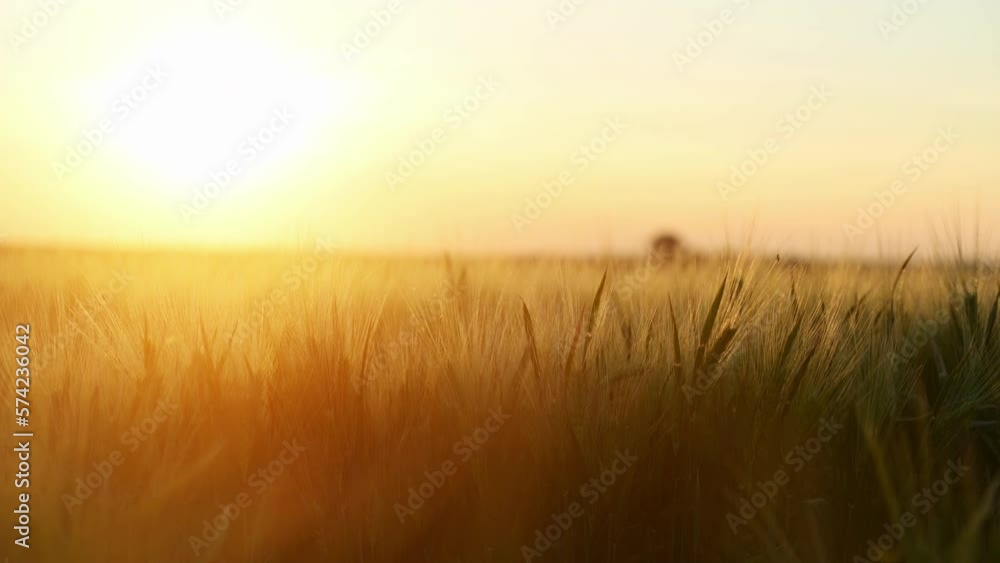 Focused view. Many of the flies. Majestic view of the beautiful landscape with wheat growing. Beautiful sunshine. Focused view. Many of the flies. Majestic view of the beautiful landscape with wheat growing. Beautiful sunshine.