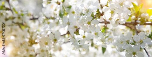 Branches with apple blossom against a clear blue sky. Web banner with spring blooming background. Flowering fruit tree close-up. Selective focus