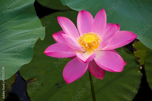 Lotus photo