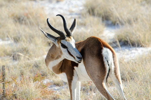 springbok in Namibia wildlife photo