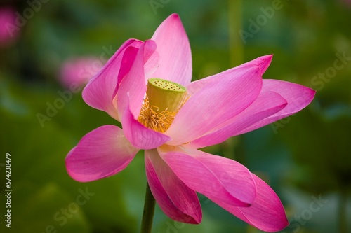 Lotus photo