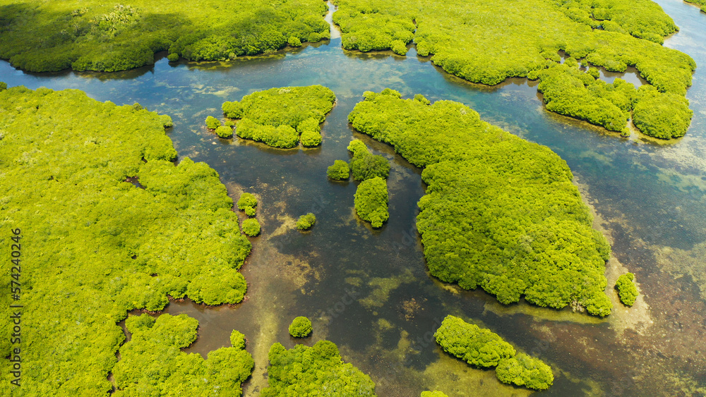 Aerial view of rivers in tropical mangrove forests. Mangrove landscape, Siargao,Philippines. Aerial view of rivers in tropical mangrove forests. Mangrove landscape, Siargao,Philippines.