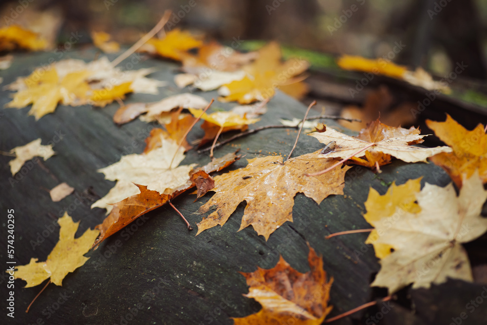 Yellow autumn maple leaves on dark wood. Natural background, bright details of nature, fall atmoshere Yellow autumn maple leaves on dark wood. Natural background, bright details of nature, fall atmoshere