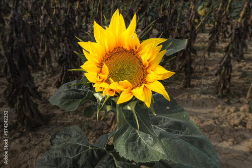 Girasole sbocciato solitario photo