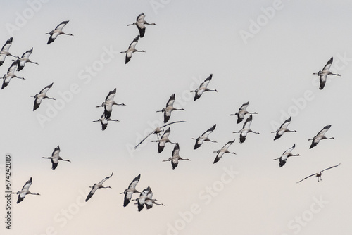 A group of cranes (Grus grus) flying during a winter day as part of the migration